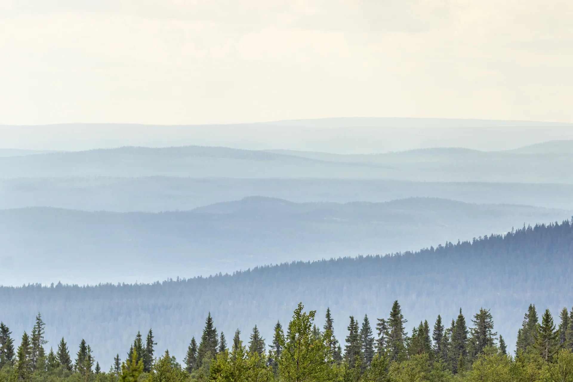 Bild över skogslandskap, med trätoppar i förgrunden